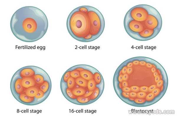 阜阳51岁供卵试管成功_宫腔镜检查对于日本试管婴儿胚胎移植条件考量有重要作